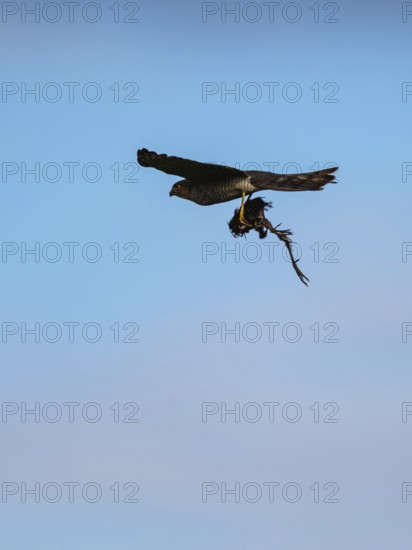 Eurasian Sparrowhawk, Accipiter nisus with prey
