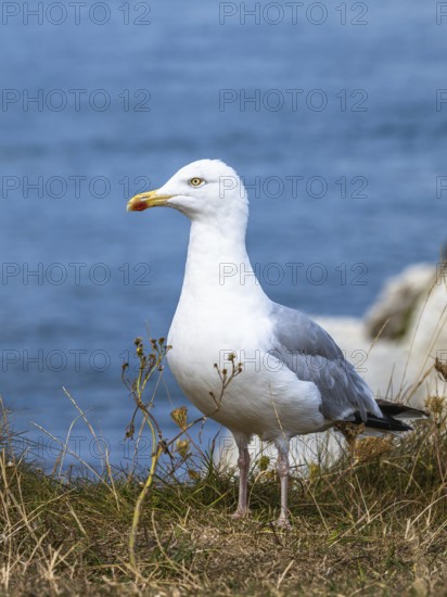 Herring Gull, Sea Gull, Gulls on Dorset cliff, England, United Kingdom