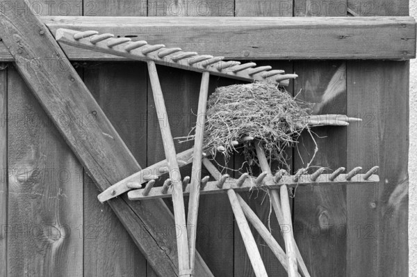 Blackbird nest on a hayrake at a stable door, on a former Franconian farm, black and white,