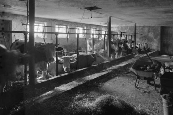 Dairy cows in a cowshed in tethering, on a former Franconian farm, black and white, Bavaria,
