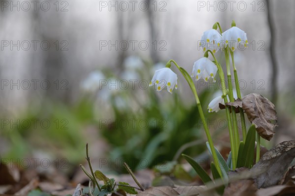 Spring snowflake (Leucojum vernum) as an early flowering spring geophyte in a beech forest,