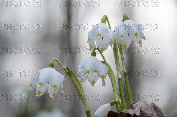 Spring-flowering spring geophytes in a beech forest, close-up of white spring snowflakes with