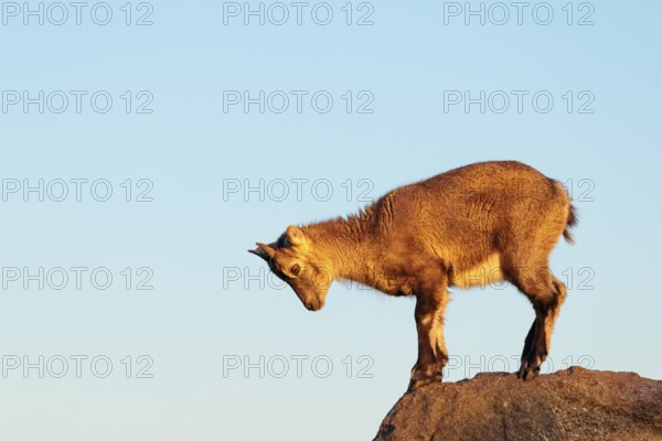 A young female ibex (Capra ibex) jumps from rock to rock. Morning light against a blue sky with