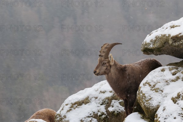 A young female ibex (Capra ibex) stands between rocks in the snowstorm. A forest can be seen dimly