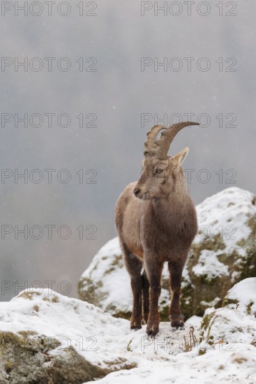 A female ibex (Capra ibex) stands between rocks in the snowstorm. A forest can be seen dimly in the