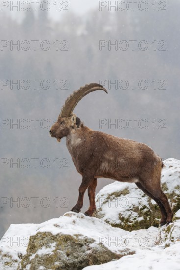 A male ibex (Capra ibex) stands on a rock in the snowstorm. A forest can be seen dimly in the