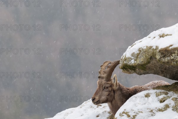 A young female ibex (Capra ibex) rests between rocks in the snowstorm. A forest can be seen dimly