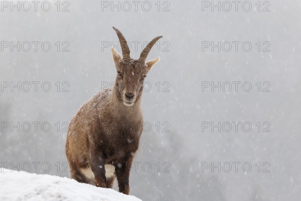 A female ibex (Capra ibex) stands on a rock in the snowstorm. A forest can be seen dimly in the