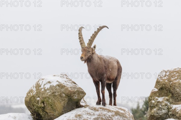 A male ibex (Capra ibex) stands on a rock in the snowstorm. A forest can be seen dimly in the