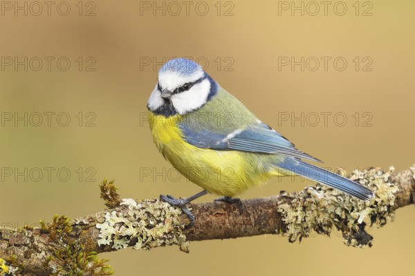 Blue tit (Parus caeruleus), sitting on a branch overgrown with moss and lichen, Wildlife, Animals,
