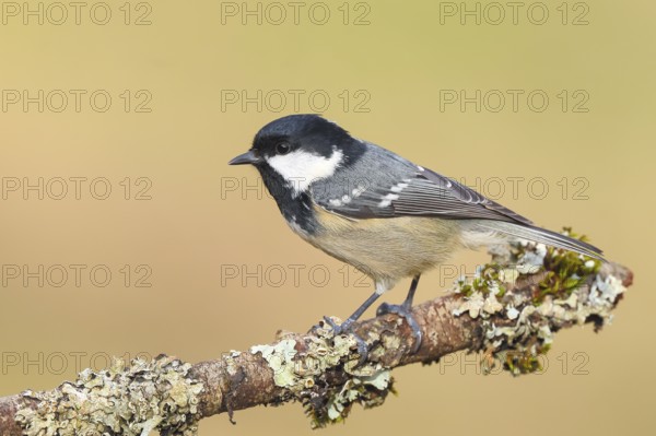 Fir tit (Periparus ater), sitting on a branch overgrown with moss and lichen, Wildlife, Animals,