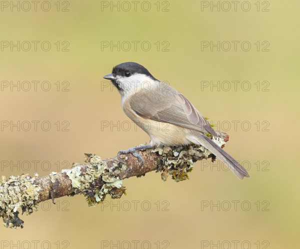 Marsh tit (Parus palustris), sitting on a branch overgrown with moss and lichen, Wildlife, Animals,