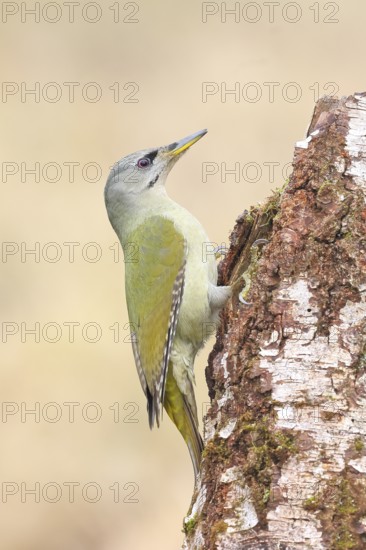 Grey-headed woodpecker (Picus canus), or lesser spotted woodpecker, female on a birch tree,