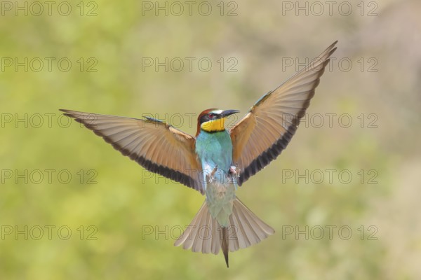 Bee-eater (Merops apiaster) approaching the breeding den.wildlife, mating, migratory bird, raptor,
