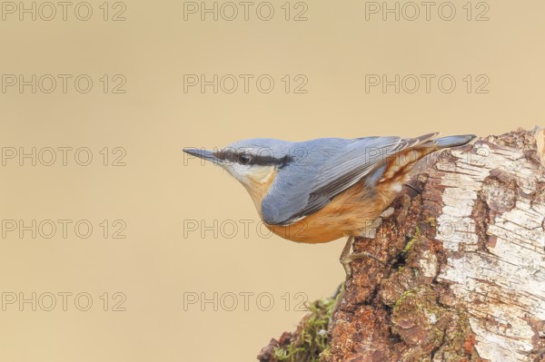 Nuthatch (Sitta europaea) hanging on a birch tree, Wildlife, Woodpeckers, Nature photography,
