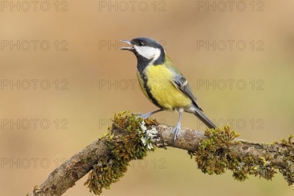 Great Tit (Parus major), sitting on a branch overgrown with moss and lichen, Wildlife, Animals,
