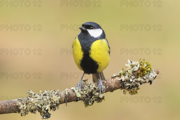 Great Tit (Parus major), male sitting on a branch overgrown with moss and lichen, Wildlife,