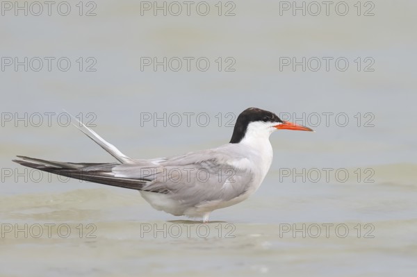 Common Tern (Sterna hirundo) standing in shallow water, terns, wildlife, nature photography,