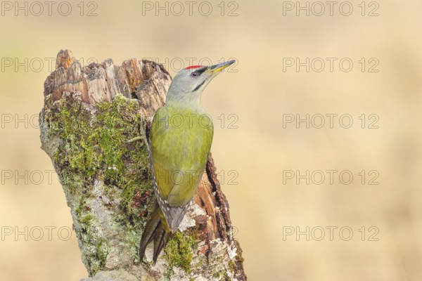 Grey-headed woodpecker (Picus canus), or great spotted woodpecker, male at a birch overgrown with