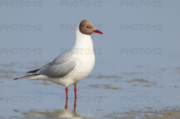 Black-headed gull (Larus ridibundus) standing in shallow water, wildlife, nature photography,