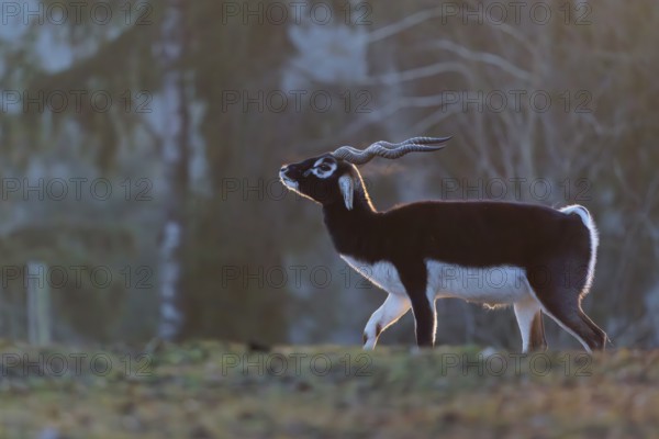 Stands in a green meadow on a sunny morning, backlit by the sun. A forest can be seen in the