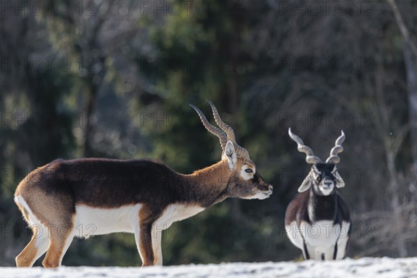 Two male blackbucks (Antilope cervicapra) stand in a snow covered meadow on a sunny morning,