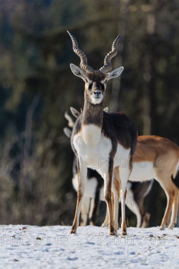 A male blackbuck (Antilope cervicapra) stands in snow-covered meadow on a sunny morning, backlit by