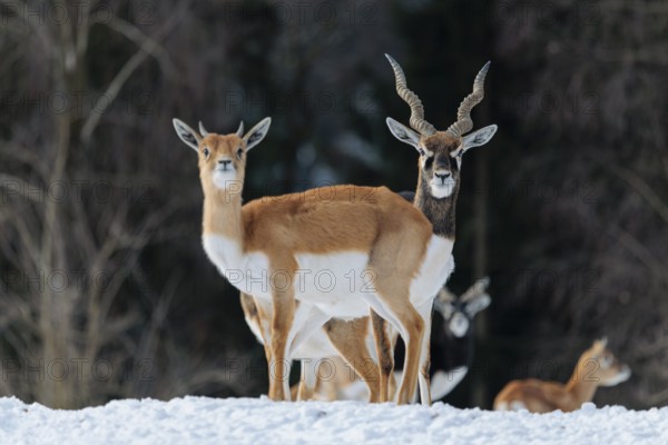 A male blackbuck (Antilope cervicapra) stands behind a female blackbuck in snow-covered meadow on a