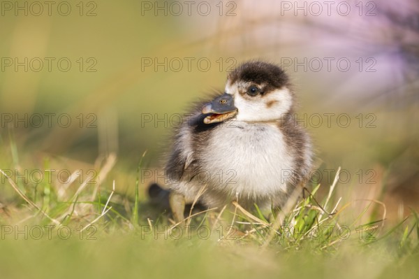 Egyptian goose (Alopochen aegyptiaca) cute chick on a meadow at the shore of a lake, Bavaria,