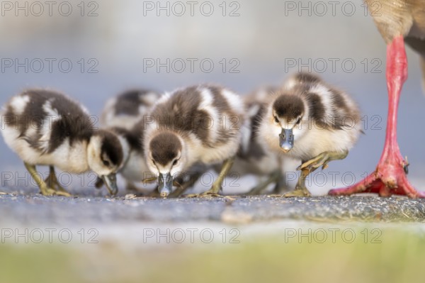Egyptian goose (Alopochen aegyptiaca) cute chicks on a meadow at the shore of a lake, Bavaria,