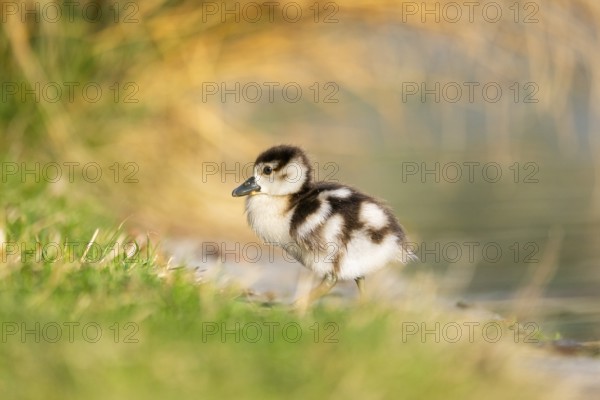 Egyptian goose (Alopochen aegyptiaca) cute chick on a meadow at the shore of a lake, Bavaria,
