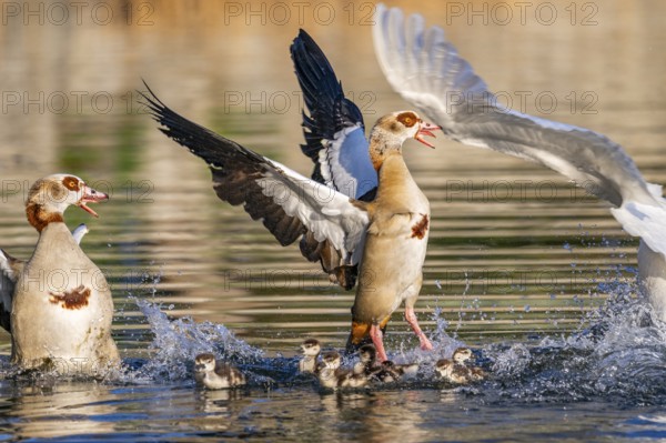 Egyptian goose (Alopochen aegyptiaca) with chicks aggressively attacking other seabirds on a lake,