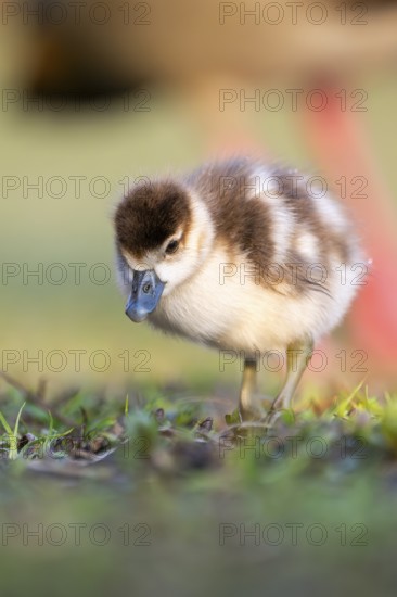 Egyptian goose (Alopochen aegyptiaca) cute chick on a meadow at the shore of a lake, Bavaria,