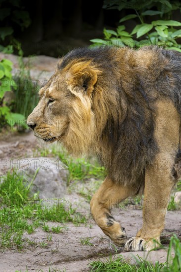 Asiatic lion (Panthera leo persica) male walking around on the ground, captive, Germany