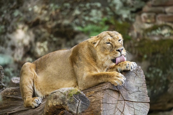 Asiatic lion (Panthera leo persica) female lying on a tree trunk, captive, Germany