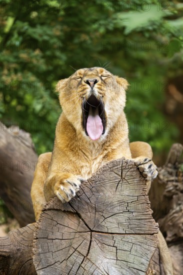Asiatic lion (Panthera leo persica) female lying on a tree trunk, yawing, portrait, captive,