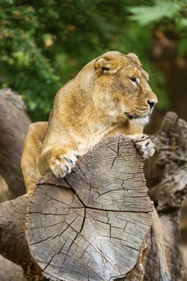 Asiatic lion (Panthera leo persica) female lying on a tree trunk, captive, Germany