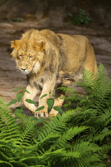 Asiatic lion (Panthera leo persica) male youngster (one year old) walking around on the ground,