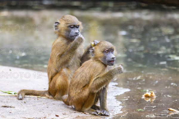 Guinea baboons (Papio papio) youngsters on the ground on the edge of a little lake, monkeys,