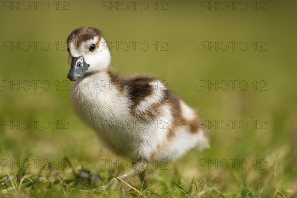 Egyptian goose (Alopochen aegyptiaca) cute chick on a meadow at the shore of a lake, Bavaria,