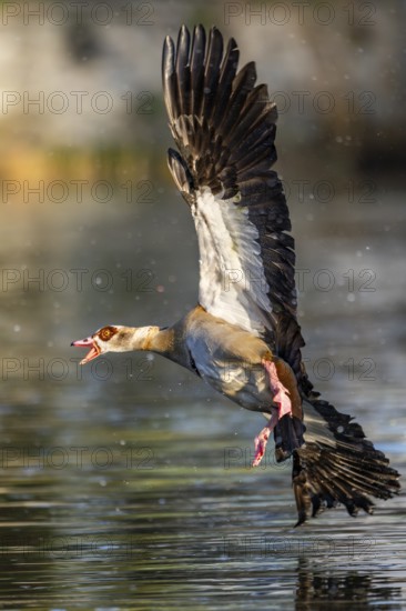 Egyptian goose (Alopochen aegyptiaca) aggressively attacking other seabirds on a lake, invasive