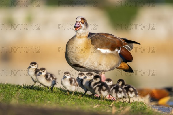 Egyptian goose (Alopochen aegyptiaca) mother with her chicks on a meadow at the shore of a lake,