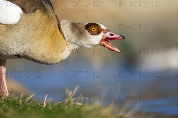 Portrait of an Egyptian goose (Alopochen aegyptiaca) aggressively hissing at the shore of a lake,