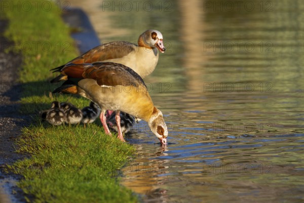 Egyptian goose (Alopochen aegyptiaca) mother with her chicks on a meadow at the shore of a lake,