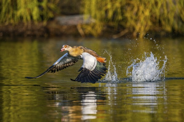 Flying Egyptian goose (Alopochen aegyptiaca) starting from a lake, invasive species, Bavaria,