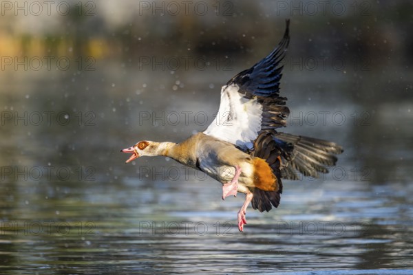 Egyptian goose (Alopochen aegyptiaca) aggressively attacking other seabirds on a lake, invasive