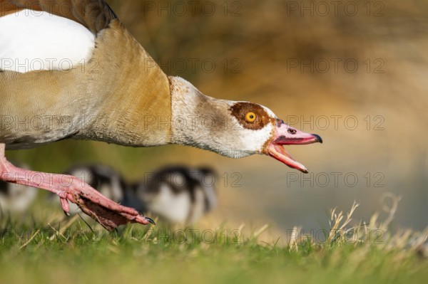 Portrait of an Egyptian goose (Alopochen aegyptiaca) aggressively hissing at the shore of a lake,