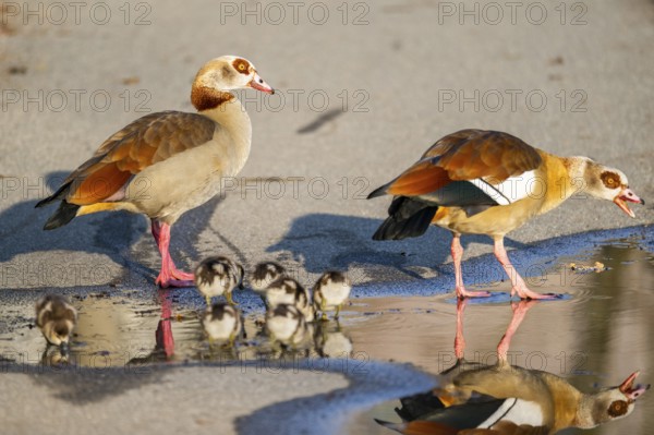 Egyptian goose (Alopochen aegyptiaca) family, mother and father with their chicks at the shore of a
