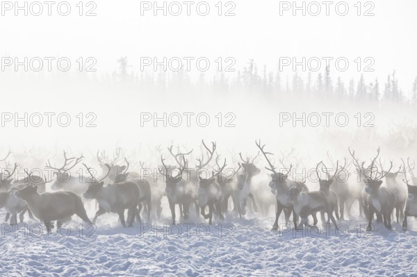 Reindeer (Rangifer tarandus) belonging to the Nenets ethnic group during their winter migration on