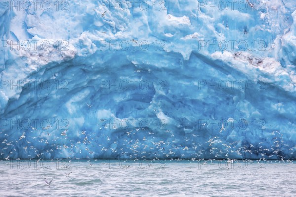 Black-legged kittiwake (Rissa tridactyla) feeding at the Arctic sea near a glacier tongue, Svalbard